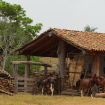 Horses of the farm